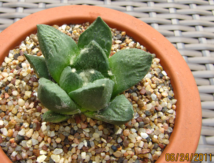 Ariocarpus retusus X. A. Fissuratus